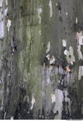 Tree Bark